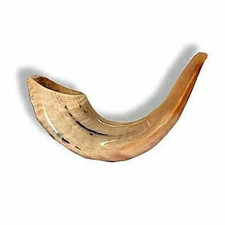 Shofar Ram E1